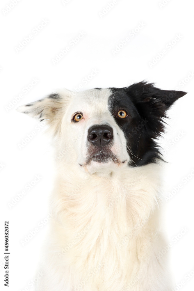 Obraz premium border collie dog