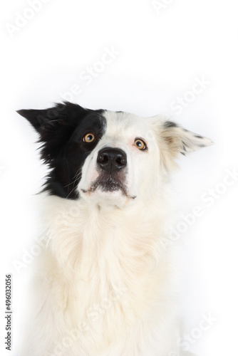 border collie portrait on white  © eds30129