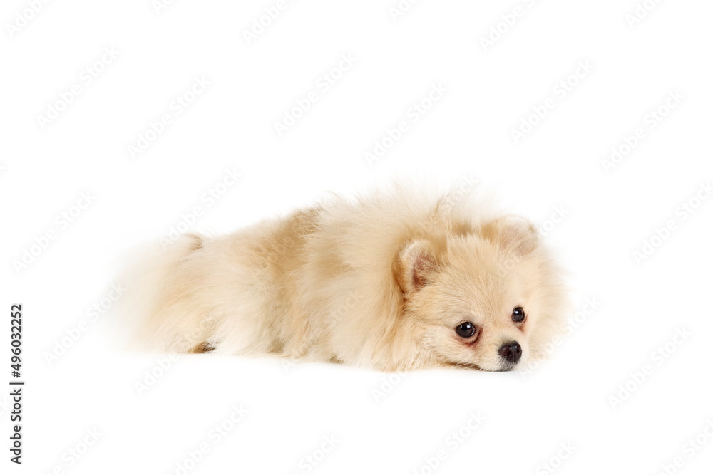 pomeranian spitz puppy pomeranian spitz puppy