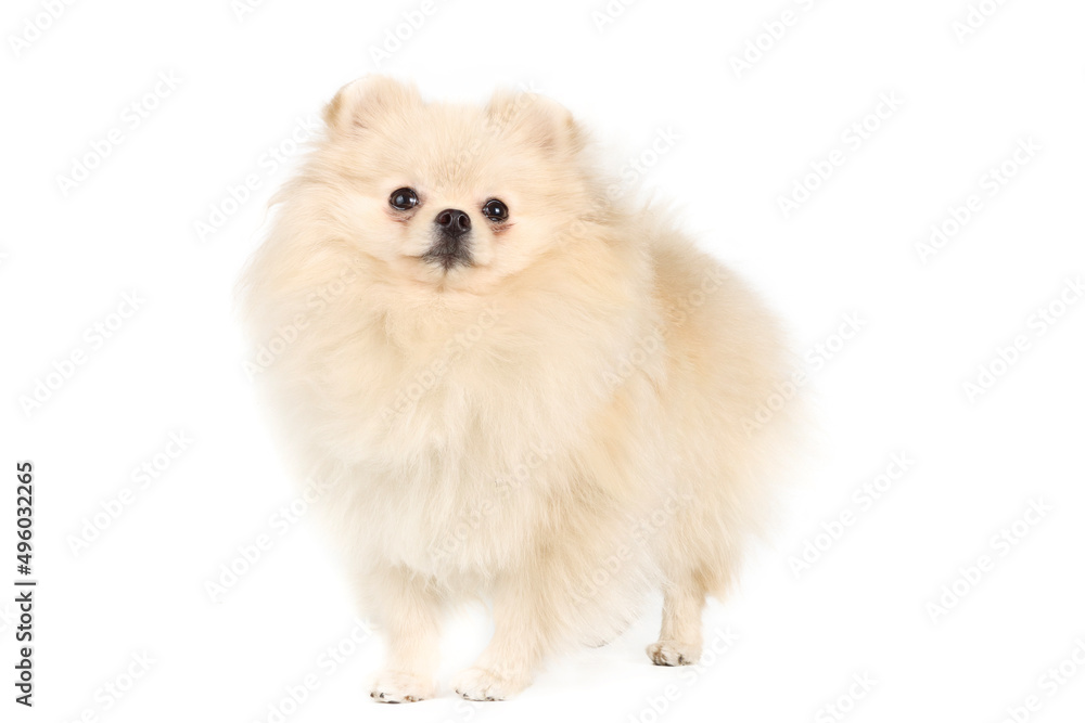 pomeranian dog isolated on white
