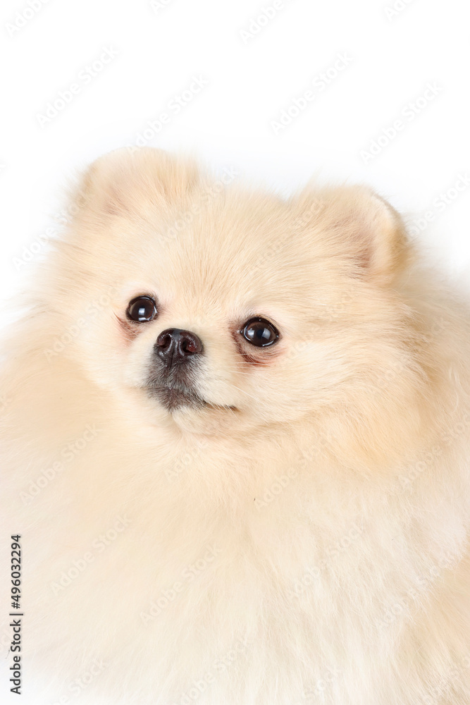 pomeranian White dog isolated on studio pomeranian White dog isolated on studio