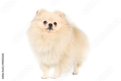 pomeranian dog isolated on white photo