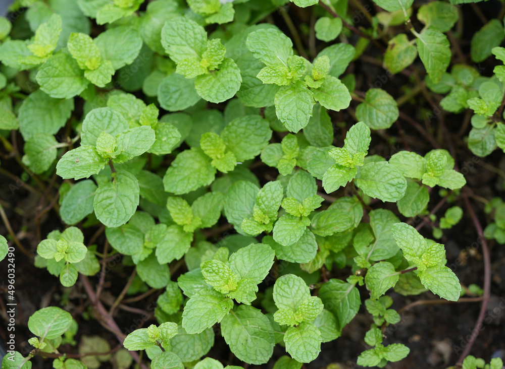 Mint leaves on mint tree, Peppermint on nature background. Mint leaves on mint tree, Peppermint on nature background.
