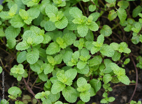 Mint leaves on mint tree, Peppermint on nature background.