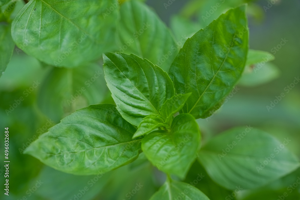 Fresh green basil herb leaves , Sweet basil on nature background. Fresh green basil herb leaves , Sweet basil on nature background.