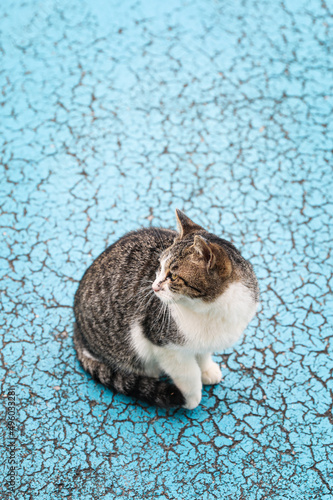 Stray cats in Ainoshima Island, Known as Cat Heaven Island, Kyushu, Japan photo