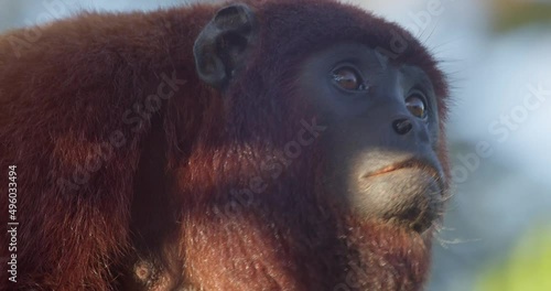 Close up of howler monkey at Tambopata National Reserve, Madre de Dios in Peru photo