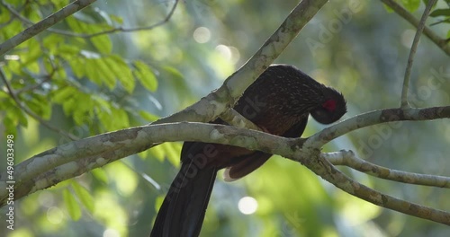 Close up of Spix's guan or Penelope jacquacu bird perched on tree branch. Peru photo