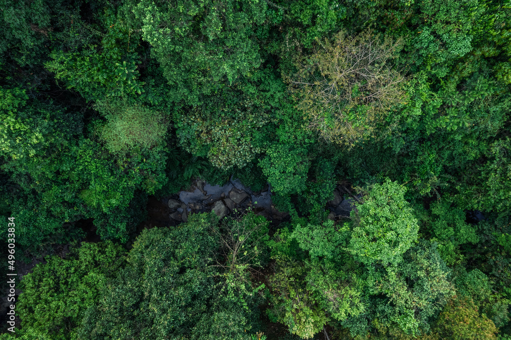 road and green trees from above in the summer forest