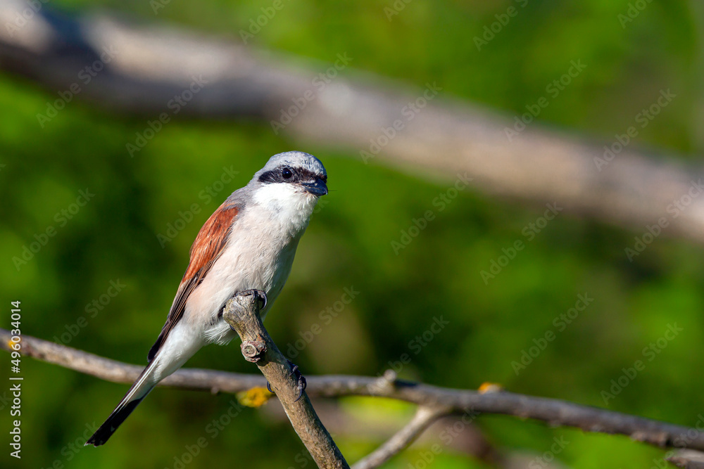 The red-backed shrike (Lanius collurio) is a carnivorous passerine bird and member of the shrike family Laniidae The red-backed shrike (Lanius collurio) is a carnivorous passerine bird and member of the shrike family Laniidae