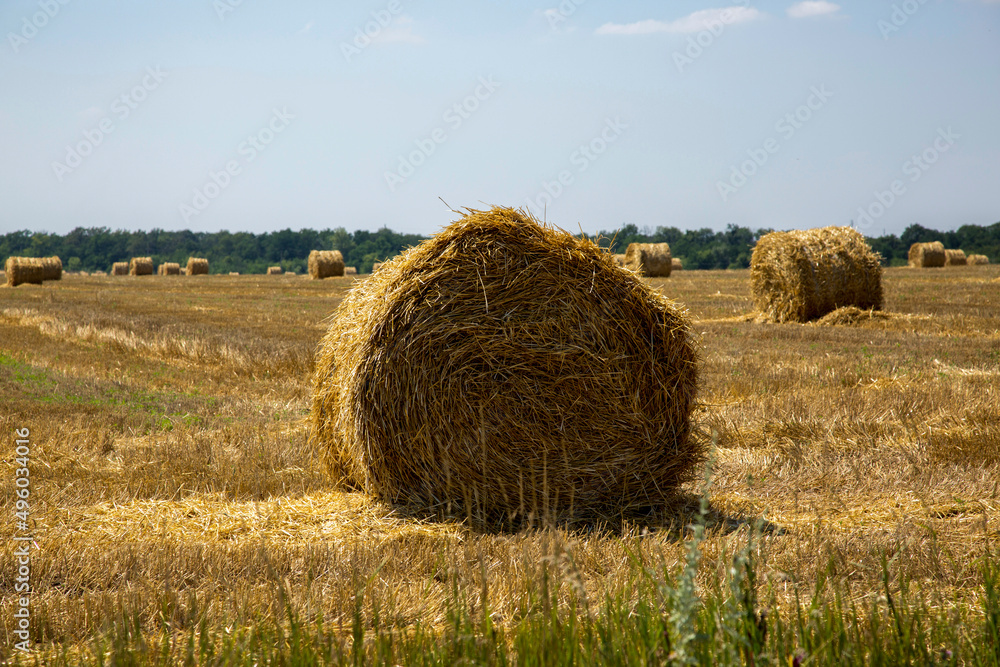 Rural landscape with wheat field after harvesting Rural landscape with wheat field after harvesting