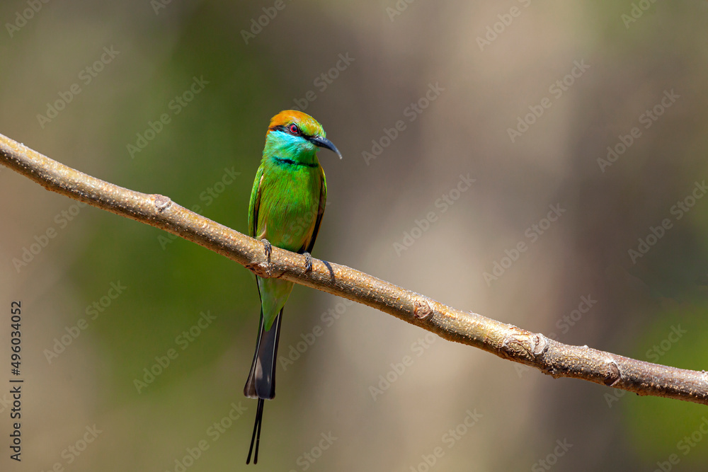 The blue-cheeked bee-eater (Merops persicus) is a near passerine bird in the bee-eater family, Meropidae