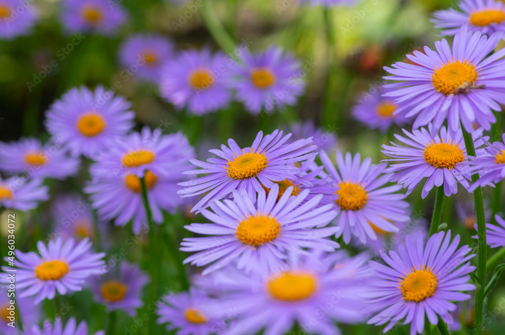 Aster tongolensis beautiful groundcovering flowers with violet purple petals and orange center, flowering plant in bloom Aster tongolensis beautiful groundcovering flowers with violet purple petals and orange center, flowering plant in bloom