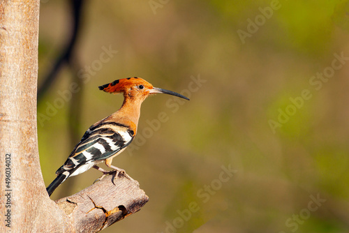 Hoopoe bird in the jungles of Vietnam. Hoopoes are colourful birds found across Africa, Asia, and Europe, notable for their distinctive "crown" of feathers.