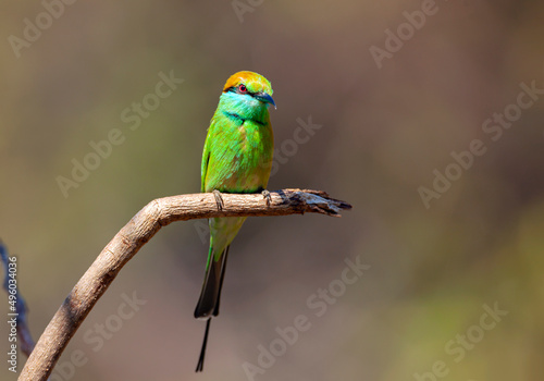 The blue-cheeked bee-eater (Merops persicus) is a near passerine bird in the bee-eater family, Meropidae
