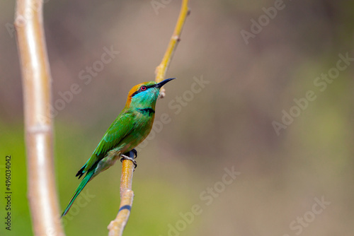 The blue-cheeked bee-eater (Merops persicus) is a near passerine bird in the bee-eater family, Meropidae