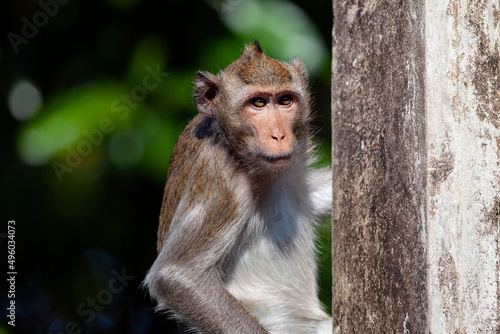 Macaque close-up in its natural habitat.