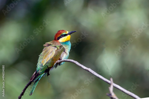 The European bee-eater (Merops apiaster) is a near passerine bird in the bee-eater family, Meropidae. 