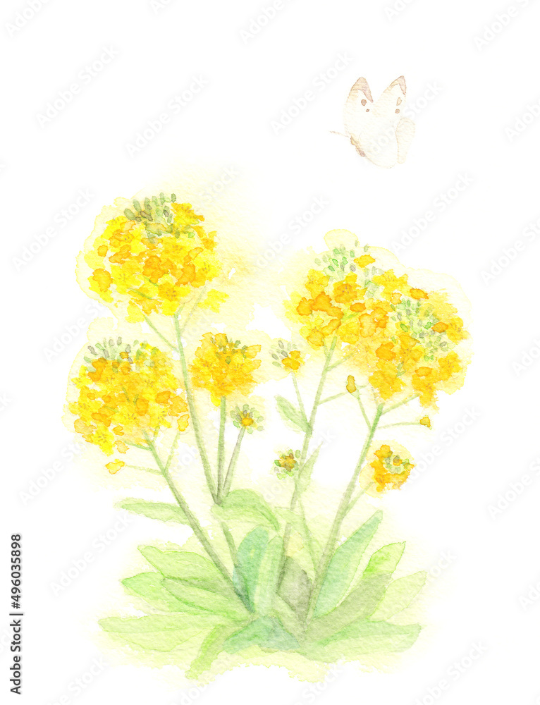 菜の花の水彩イラスト