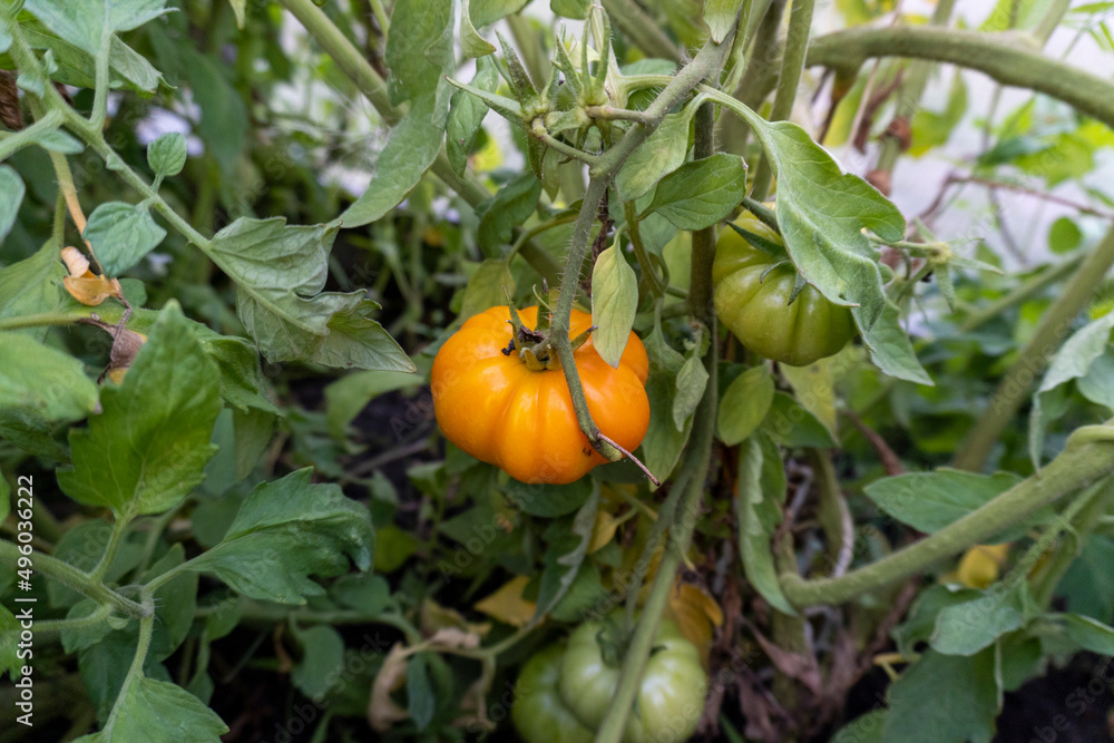 tomato on a bush in a garden in a greenhouse