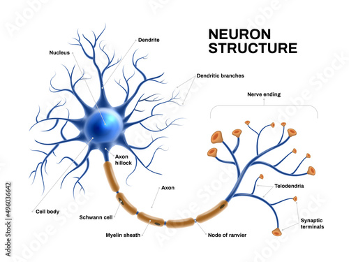 Realistic Neuron Anatomy