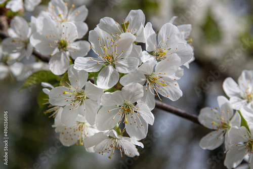 White cherry blossoms on a branch in the wild