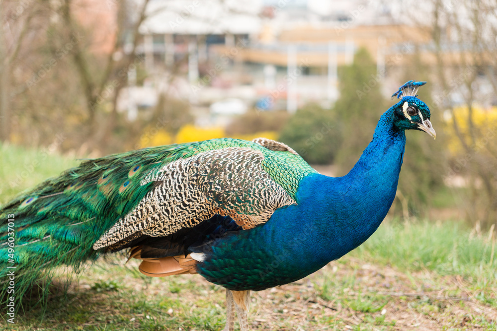 Fototapeta premium Portrait of beautiful peacock with long tail feathers