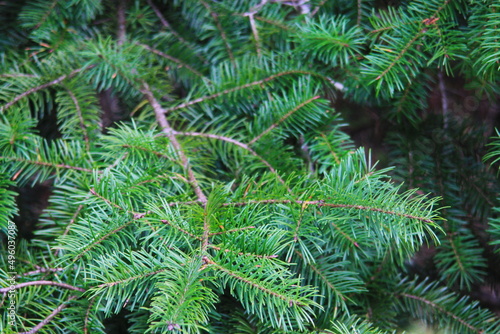 Leaves of pine in taiga forest, close-up picture of pine leaves.