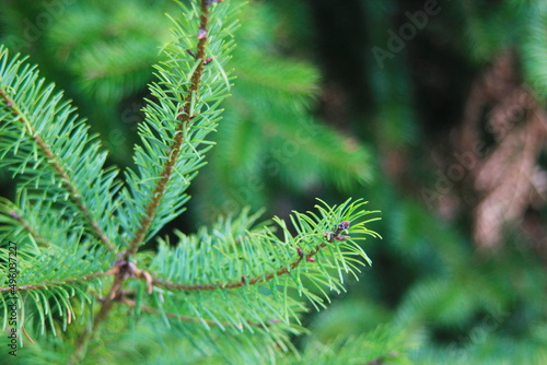 Leaves of pine in taiga forest  close-up picture of pine leaves.