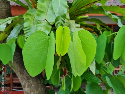Green leaves on the tree