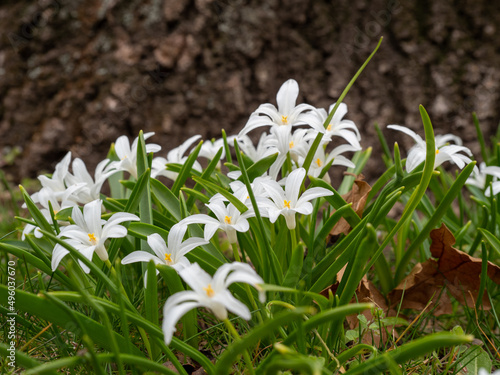 Chionodoxa luciliae, Glory of the Arch in the Snow or Lucile s Glory of the Snow, white flowers. © Jakob