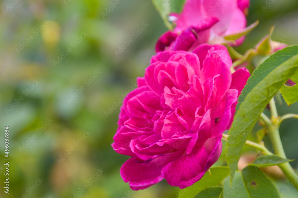 pink rose blooming bright soft blur in garden park pink rose blooming bright soft blur in garden park