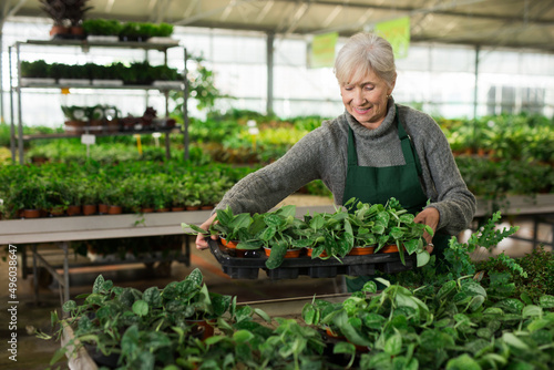 Experienced focused aged saleswoman working in garden shop, examining and preparing potted ornamental plants for sale..