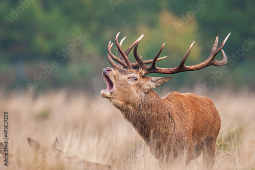 Red Deer in the long grass during the annual rut in the United Kingdom