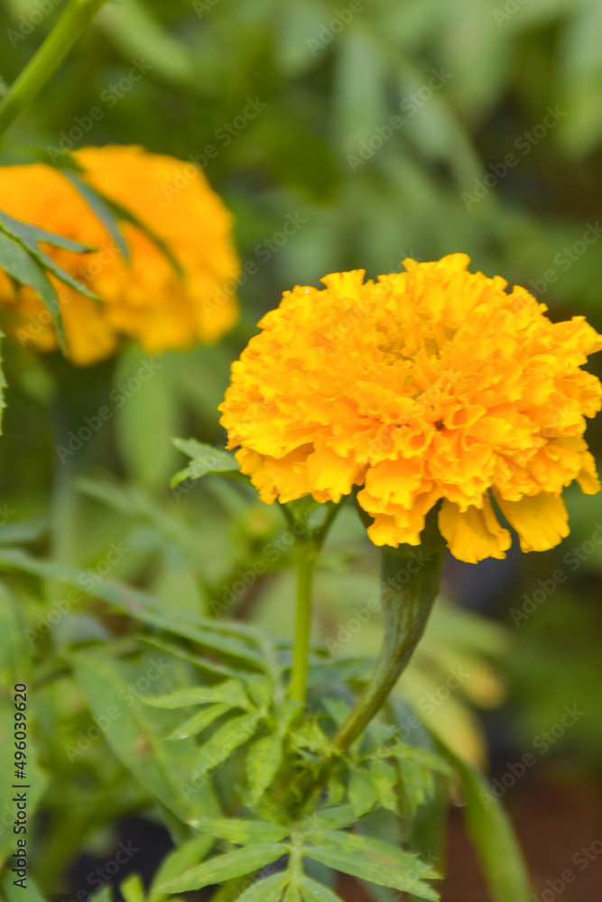 marigolds blooming and blur soft baclground beautiful marigolds blooming and blur soft baclground beautiful