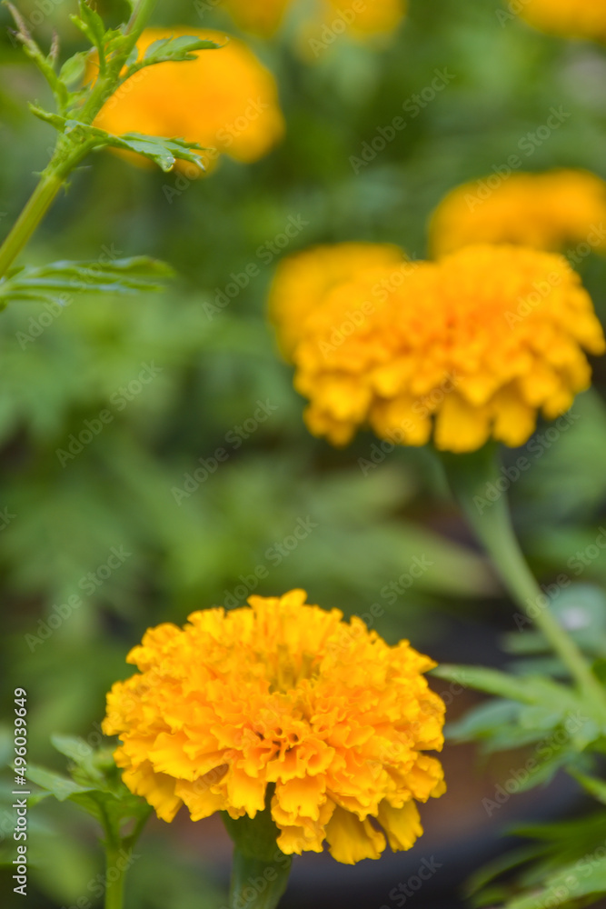 marigolds blooming and blur soft baclground marigolds blooming and blur soft baclground