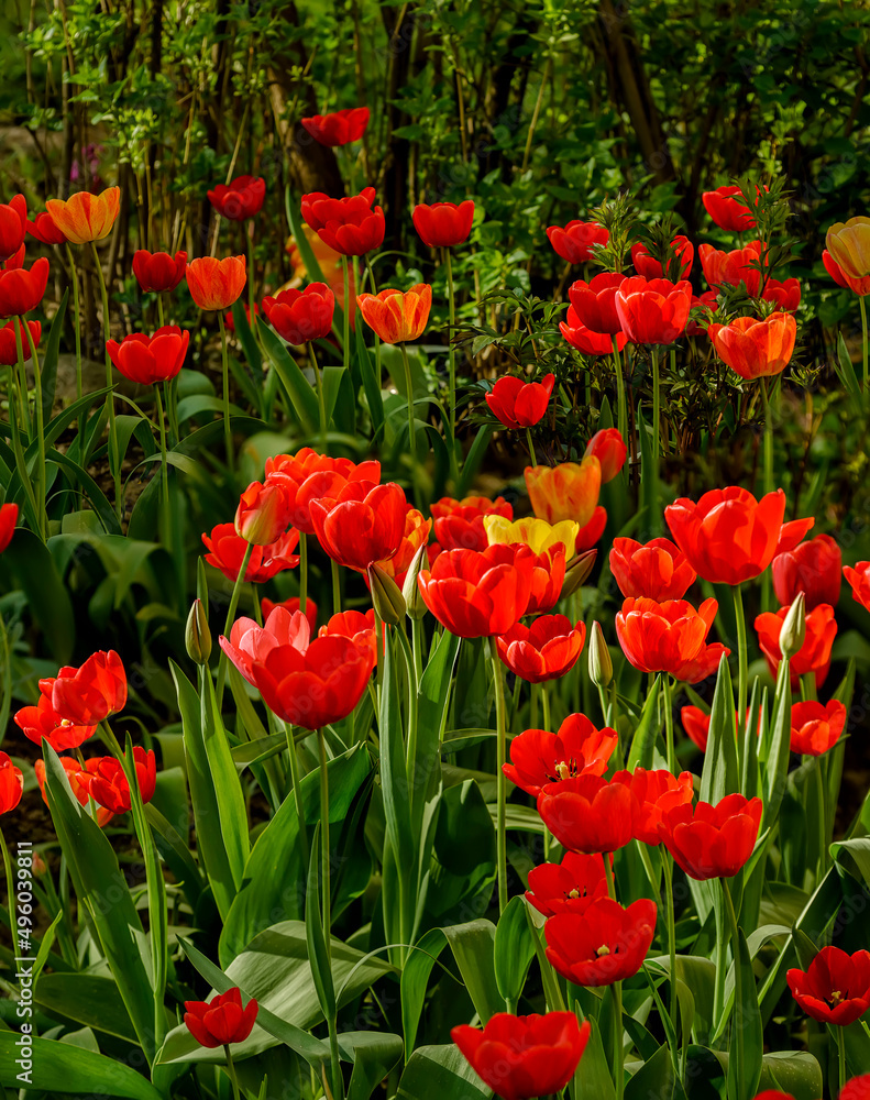 Fototapeta premium Bright color backgrounds of spring flowers of various colors.