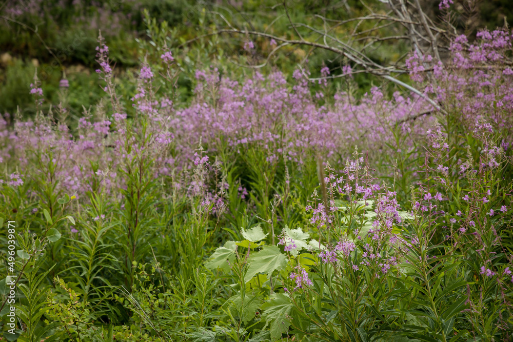 Beautiful lavender blossoms in a burnt mountain forest