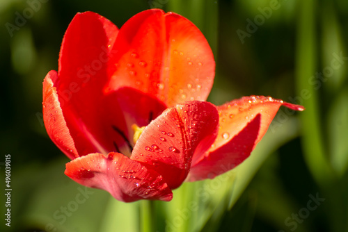 Bright color backgrounds of spring flowers of various colors.