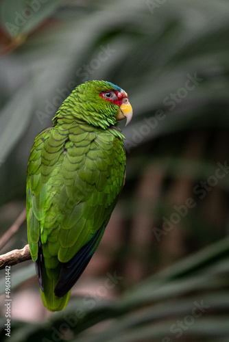 Parrot standing on a tree branch