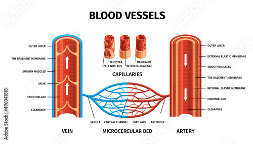Realistic Blood Vessels Arteries Veins Infographic