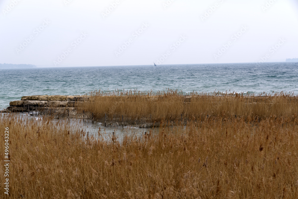 Beautiful scenic landscape with reed at border of Lake Geneva on a windy and cloudy spring day. Photo taken March 18th, 2022, Geneva, Switzerland.