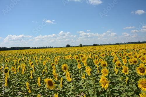 field of sunflowers and sky