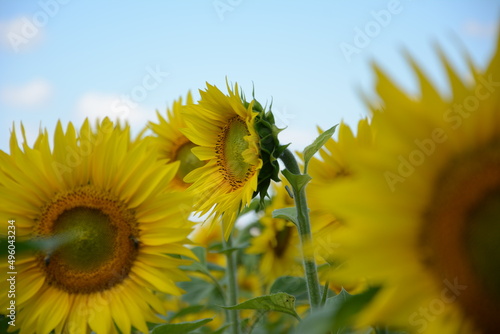 sunflower of blue sky