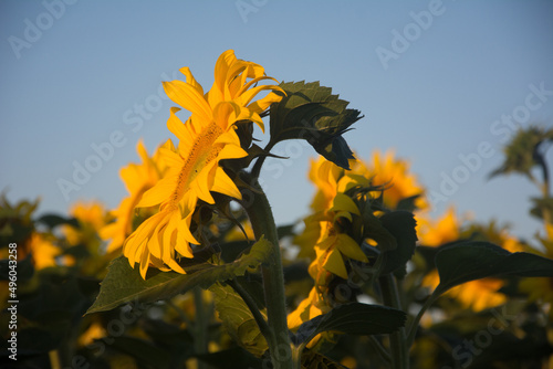 sunflower against the sky