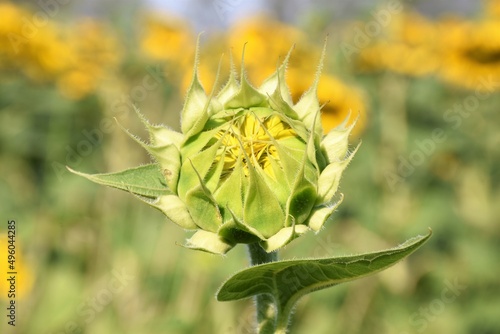 Campo di bellissimi girasoli nei colli euganei photo