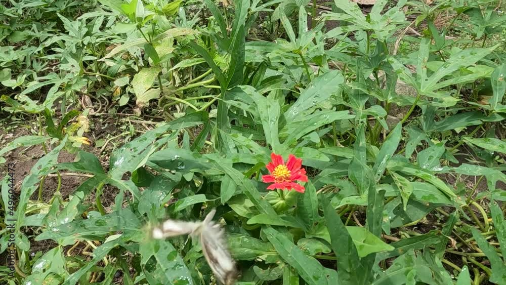 A brown butterfly flies and perches on a red zinnia flower and a yellow pistil, approaching and moving away in slow motion A brown butterfly flies and perches on a red zinnia flower and a yellow pistil, approaching and moving away in slow motion