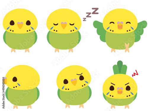 セキセイインコ_グリーン
