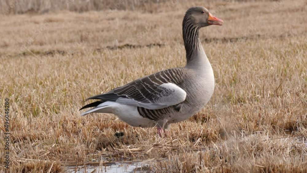 Alert Greylag goose looking for predators Alert Greylag goose looking for predators