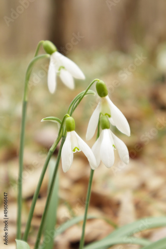 Galanthus nivalis In the forest in the wild in spring snowdrops bloom. Selective focus © Sasha